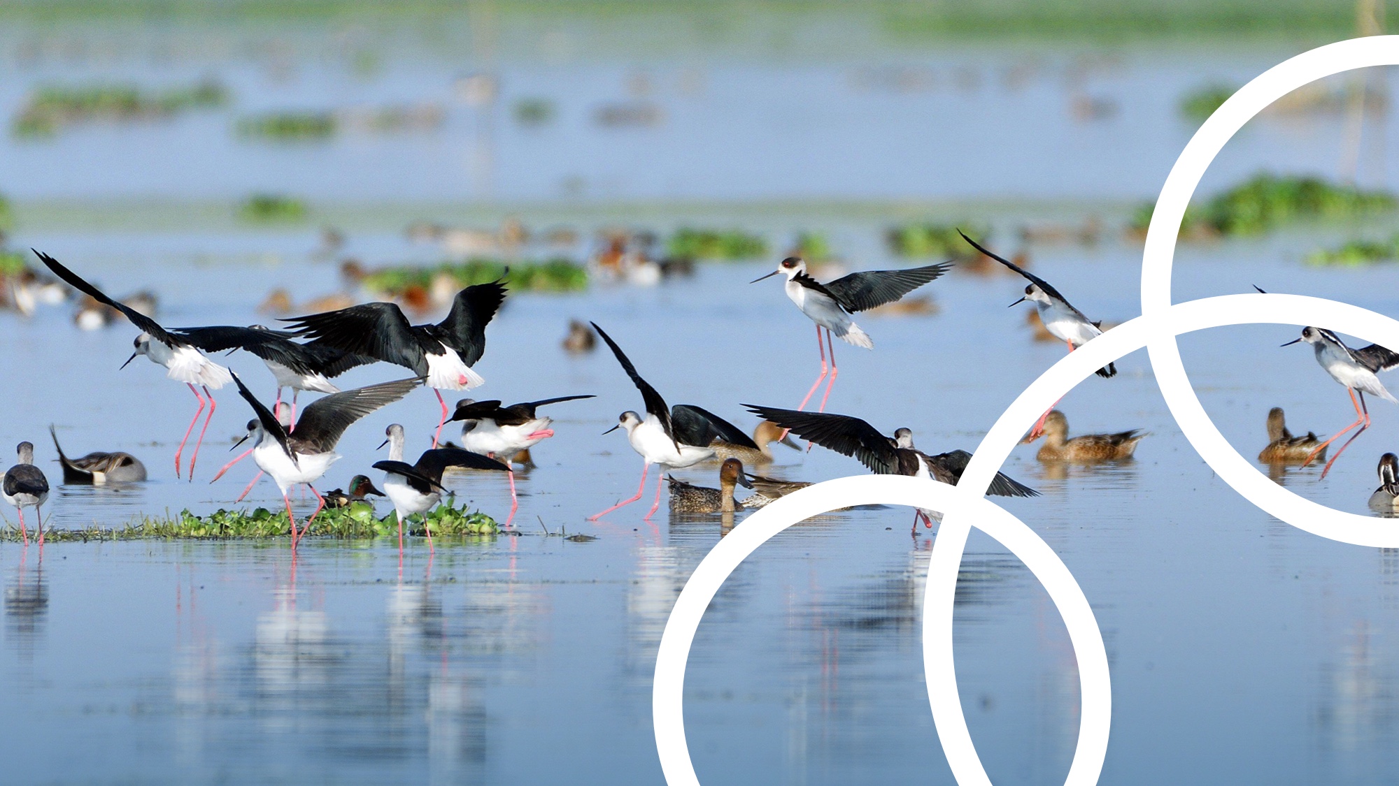 F1000Research and Taylor & Francis Journals Publish Call for Climate Change and Biodiversity Loss to be Tackled as Interlinked Challenges